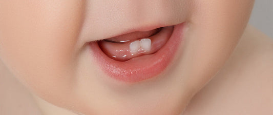 Nahaufnahme des Mundes eines Babys, bei dem die ersten Zähnchen durchbrechen. Man sieht zwei kleine Schneidezähne im unteren Kiefer, die gerade aus dem Zahnfleisch hervorkommen.