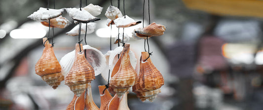 Mehrere Muscheln hängen an schwarzen Fäden